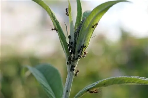 buddleia lice