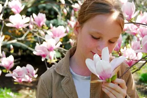 Intención de búsqueda: Suelo de magnolia ¿Qué suelo es mejor para las magnolias?