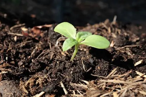 Concimazione dei girasoli: come prenderti cura in modo ottimale delle tue piante