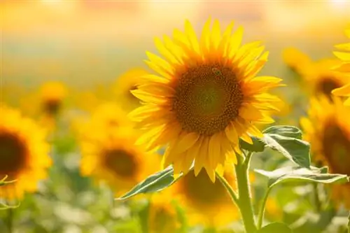 Descubre los girasoles: época de floración y consejos de cuidado