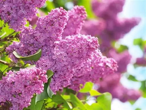 Lilac and buddleia: differences and similarities