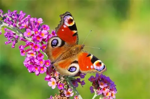 buddleia butterfly