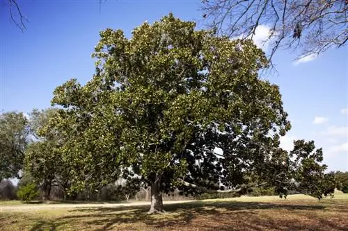 Magnolia hindi namumulaklak: sanhi, kundisyon at pasensya