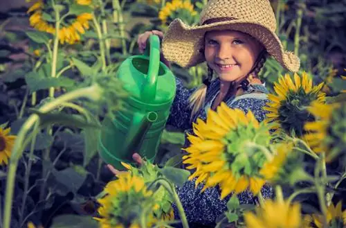 Zorg voor zonnebloemen: tips voor gezonde, weelderige planten