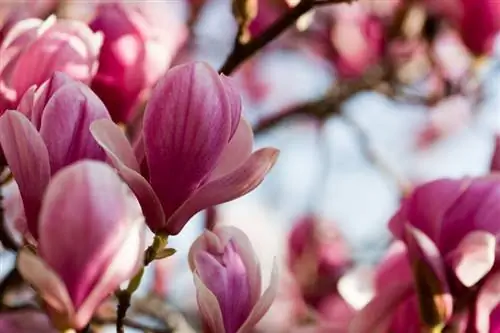 Magnolia bonsai