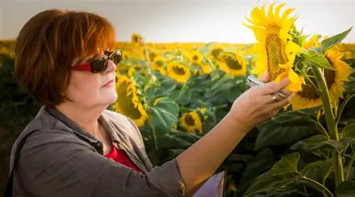 Verstaan sonneblomme: Die fassinerende struktuur van die plant