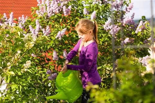 The buddleia has wilted leaves: That's what's behind it