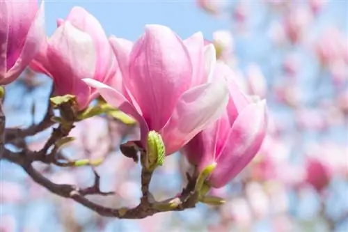 Magnolijų priežiūra: sveikų, žydinčių medžių patarimai