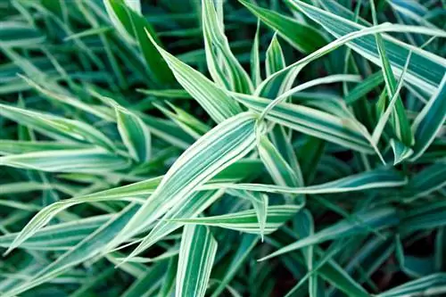 Fertilize spider plants: How often and with which fertilizer?