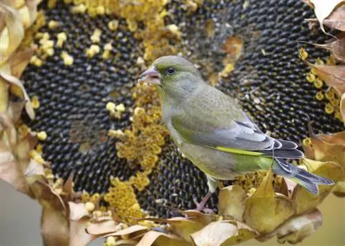 Harvesting sunflower seeds: step by step instructions