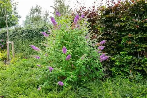 penghalang akar buddleia