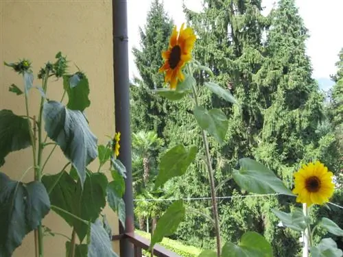 Small sunflowers: perfect for balconies and terraces