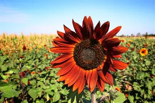 Splendeur des couleurs dans le jardin : En savoir plus sur le tournesol du soir