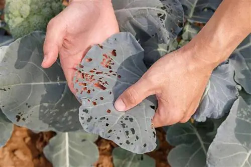 feuilles de brocoli mangées