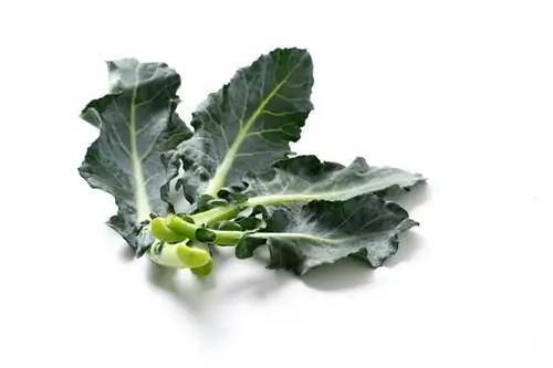 broccoli leaves