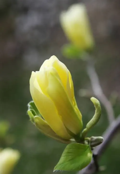 Oplodite magnoliju