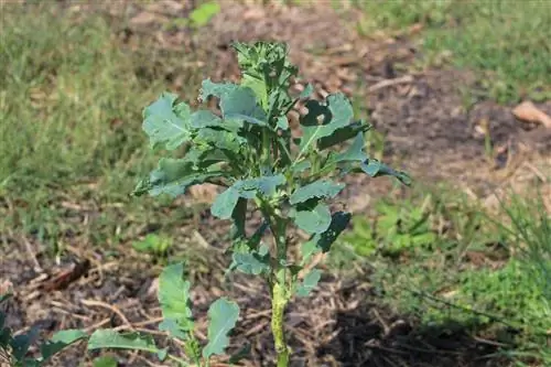 Le brocoli ne forme pas de tête