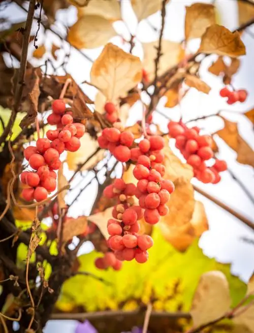 Magnoliju pavairošana: sēklu ņemšana un stādīšana