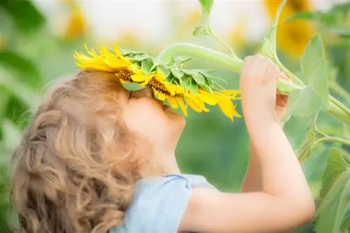 Tournesol : Toxique ou inoffensif pour les enfants et les animaux domestiques ?