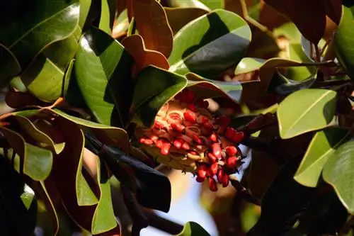 Coma fruta magnólia