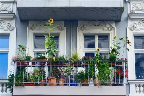 Balkon üçün günəbaxan: Ən yaxşı çeşidlər və qulluq məsləhətləri