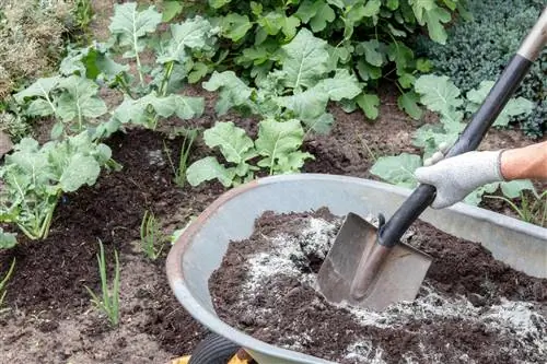 Tinkamai tręškite brokolius: tai tikrai veikia