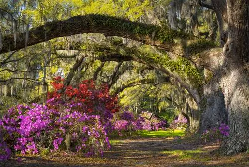 Die regte grond vir magnolias: Dit is hoe jou boom welig blom