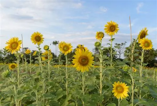 Van dwerg tot reuse sonneblomme: groottes in 'n oogopslag