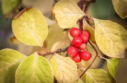 Magnolia: żółte liście – przyczyny i skuteczne leczenie