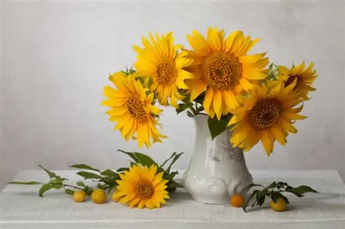 Pag-aalaga para sa mga sunflower cut bulaklak