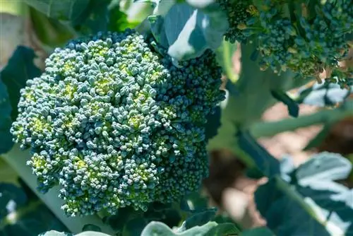 Ang broccoli ay may mga dilaw na bulaklak - sa landas ng kakulangan sa kalidad