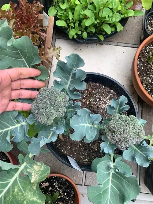 Broccoli kweken in een pot