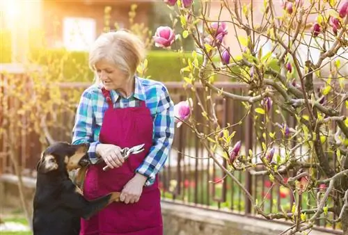 Magnolia giftig vir mense en diere?