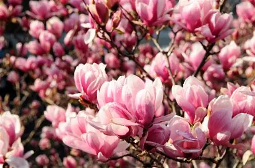 Magnolia Grootte: Watter variëteite pas in jou tuin?