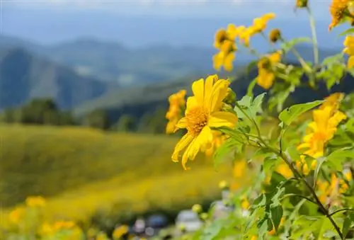 L'origine du tournesol : D'où vient-il à l'origine ?