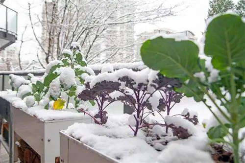 Broccoli - dankbaar voor bescherming tegen vorst