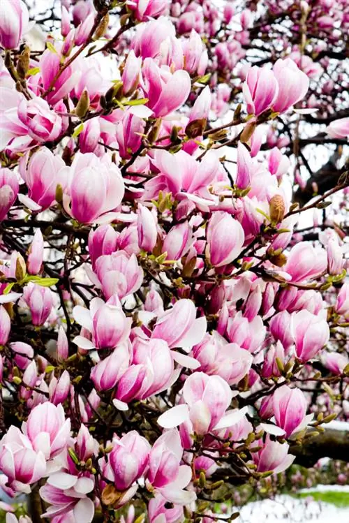 Žive meje iz magnolije: primerne sorte in nasveti za nego