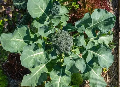 Broccoli: Dit zijn goede buren voor de koolsoorten