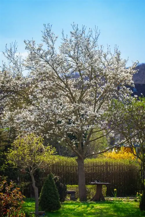 Magnolia como árbol estándar: una joya para el jardín