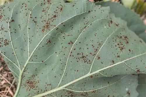 broccoli lice