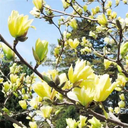 Hur hög blir min magnolia? Sorter och höjder på ett ögonblick