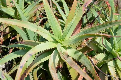 Aloe vera jigarrang dog'lar