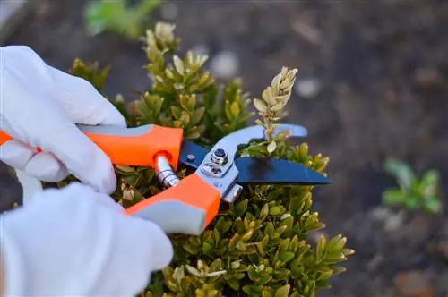 Boxwood begona o'tlarning oldini olish