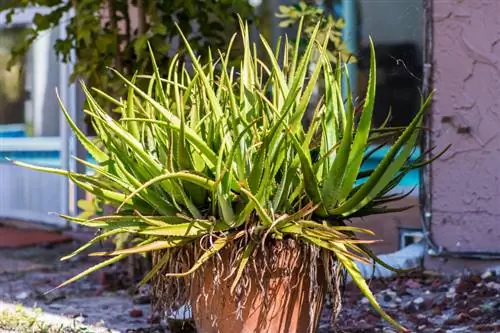 Aloe vera en extérieur