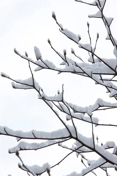 Zimska nega magnolije: Na kaj moram biti pozoren?