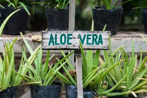 Aloe Vera i Tyskland: odling, skötsel och användning