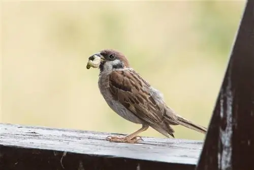 Burung pipit dan ngengat boxwood