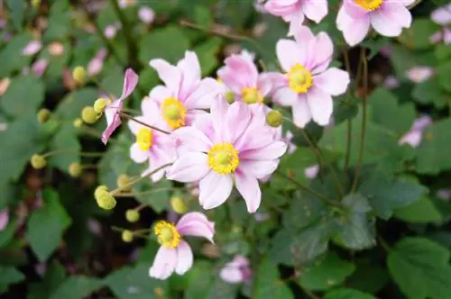 Rudens anemonų priežiūra: sveikų, gražių augalų patarimai