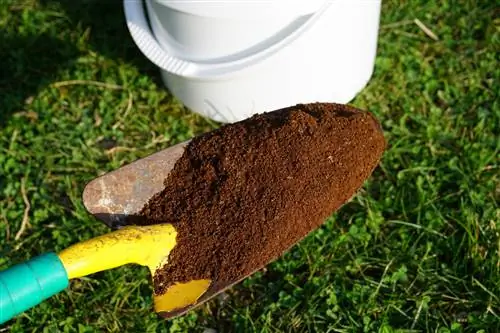 fondi di caffè contro spappolatore di bosso