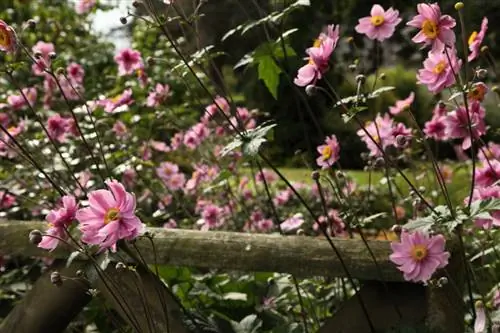 Sny herfsanemone: Hoe om die blomperiode te verleng